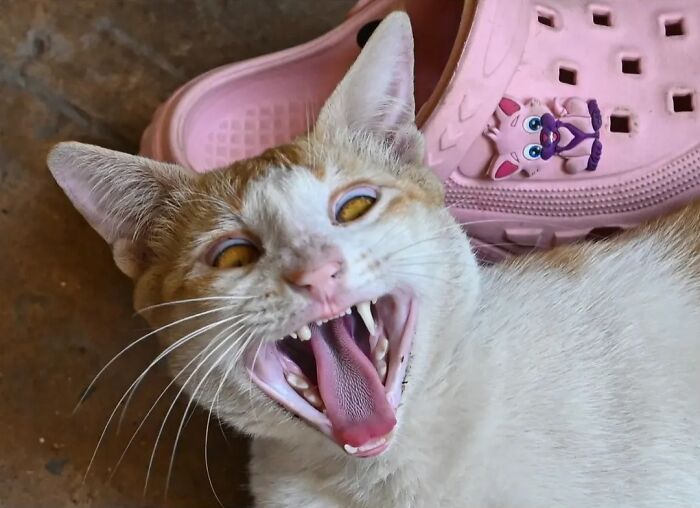 Wait, Animals Took Over These 43 Street Photos!