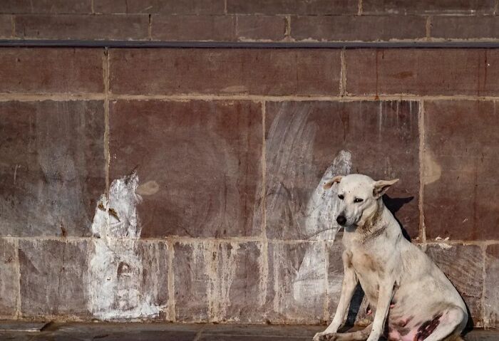 Wait, Animals Took Over These 43 Street Photos!