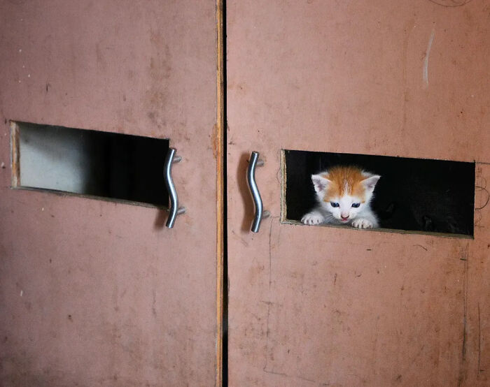 Wait, Animals Took Over These 43 Street Photos!