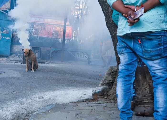 Wait, Animals Took Over These 43 Street Photos!
