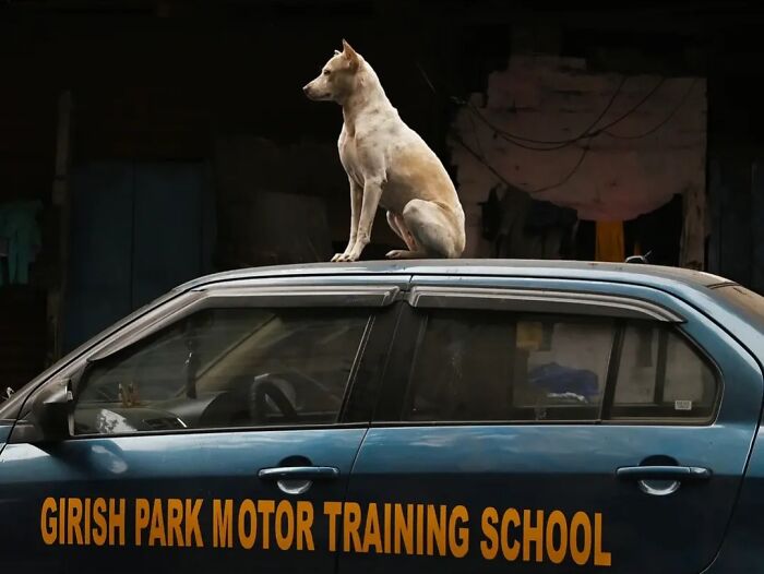 Wait, Animals Took Over These 43 Street Photos!