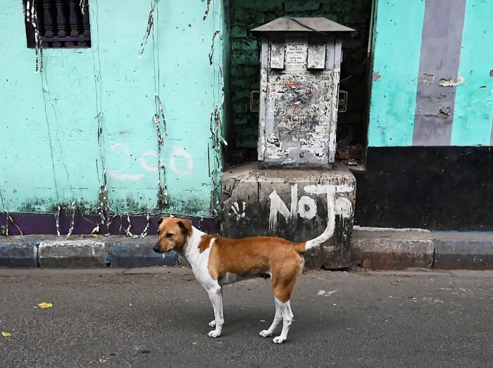 Wait, Animals Took Over These 43 Street Photos!