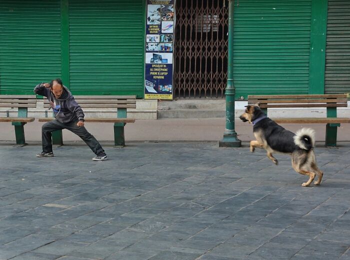 Wait, Animals Took Over These 43 Street Photos!