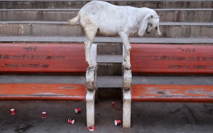 Wait, Animals Took Over These 43 Street Photos!