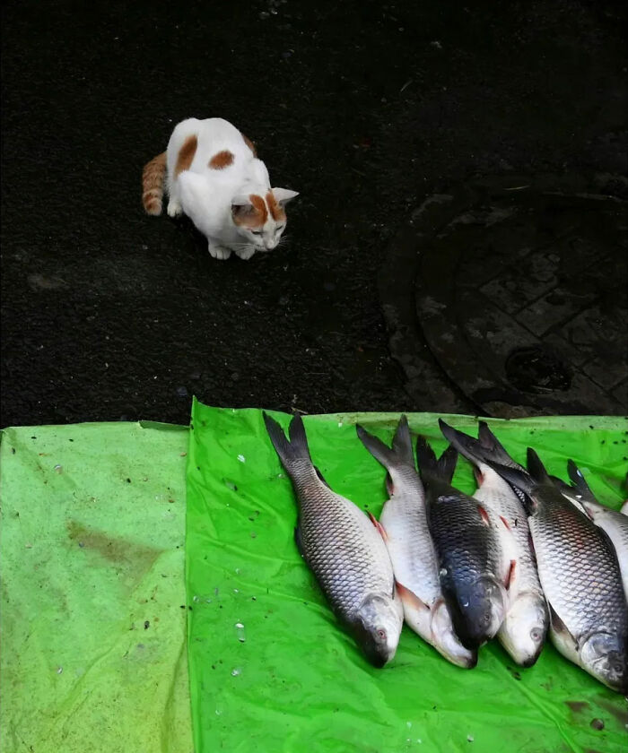 Wait, Animals Took Over These 43 Street Photos!