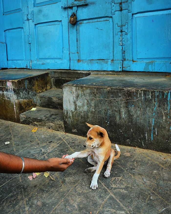 Wait, Animals Took Over These 43 Street Photos!