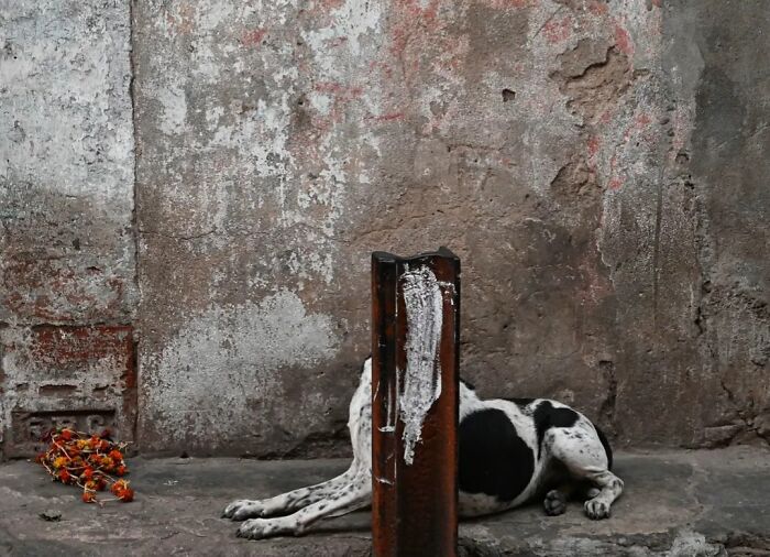 Wait, Animals Took Over These 43 Street Photos!