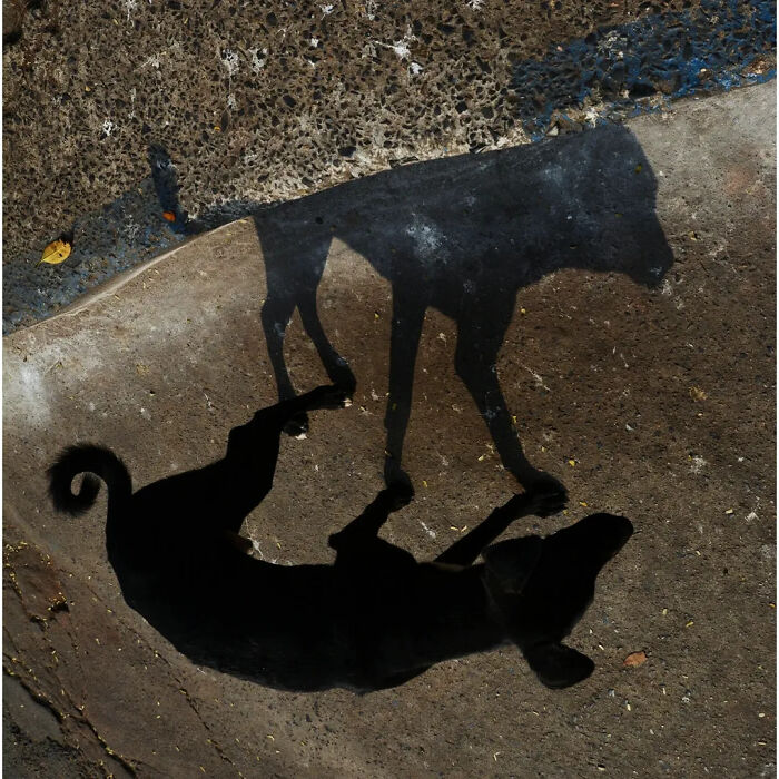 Wait, Animals Took Over These 43 Street Photos!