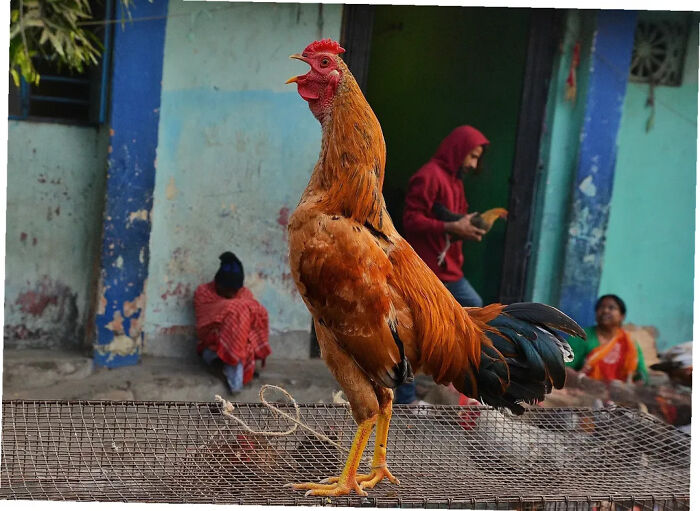 Wait, Animals Took Over These 43 Street Photos!