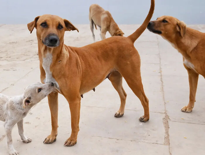 Wait, Animals Took Over These 43 Street Photos!