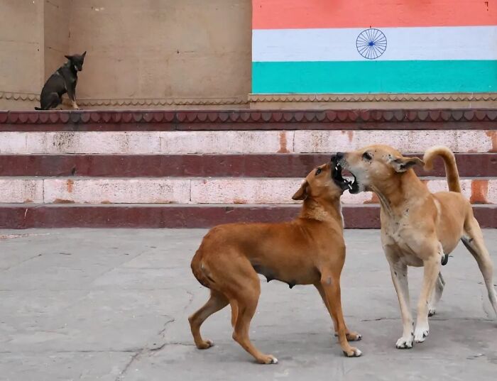 Wait, Animals Took Over These 43 Street Photos!