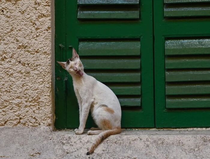 Wait, Animals Took Over These 43 Street Photos!