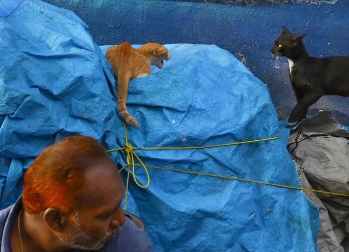 Wait, Animals Took Over These 43 Street Photos!