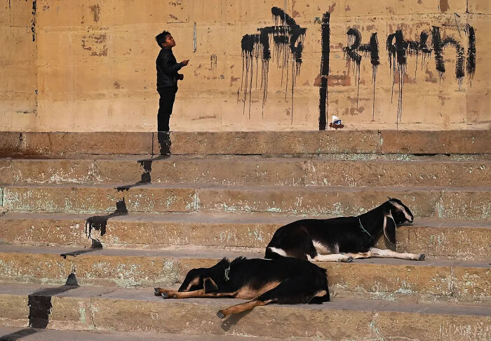 Wait, Animals Took Over These 43 Street Photos!