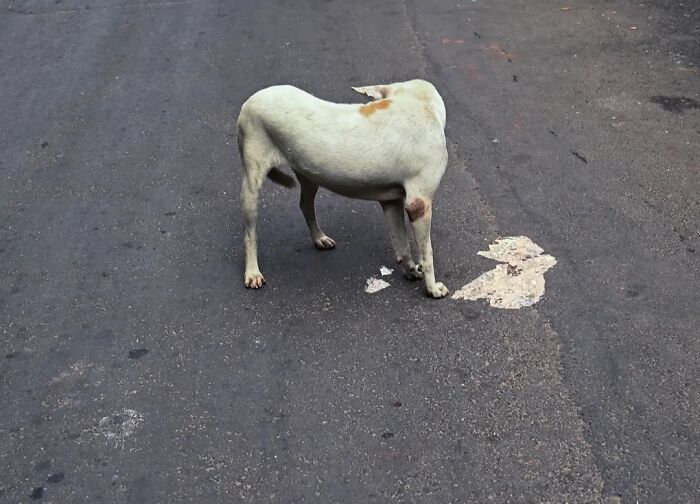 Wait, Animals Took Over These 43 Street Photos!
