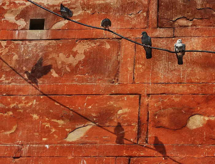 Wait, Animals Took Over These 43 Street Photos!