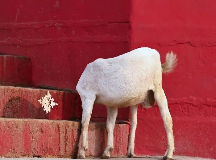 Wait, Animals Took Over These 43 Street Photos!