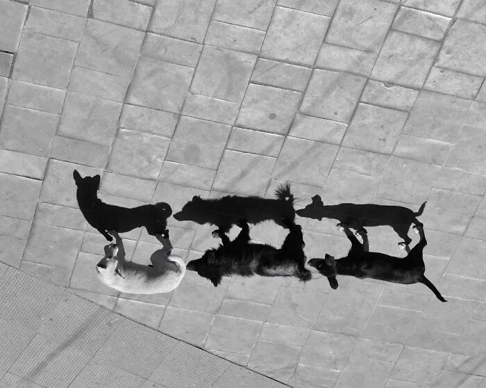 Wait, Animals Took Over These 43 Street Photos!