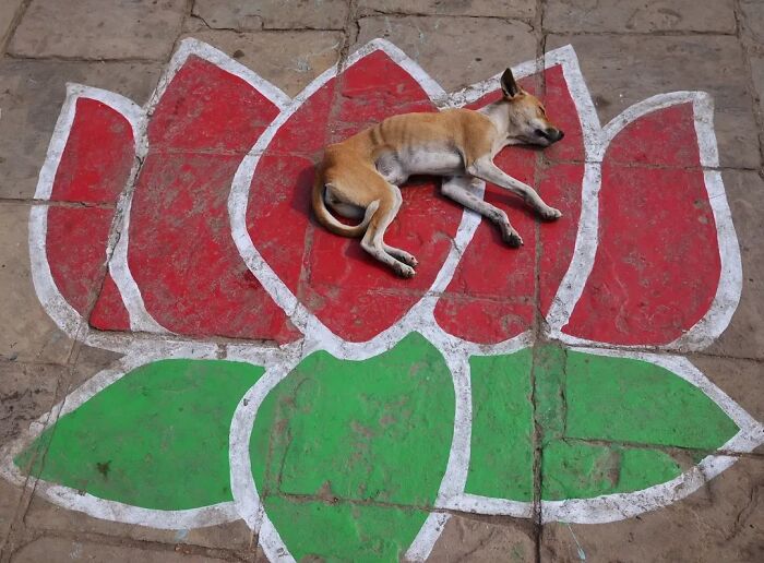 Wait, Animals Took Over These 43 Street Photos!