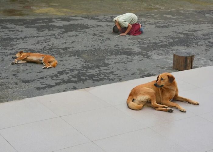 Wait, Animals Took Over These 43 Street Photos!