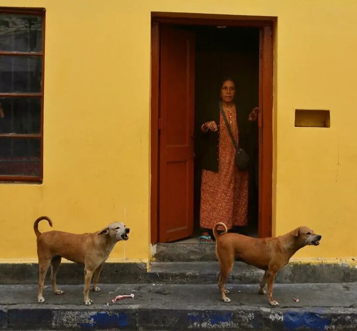 Wait, Animals Took Over These 43 Street Photos!