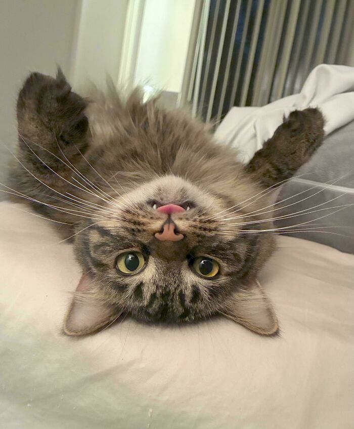 Look at Teddy, The Ultimate Goofy Goose!