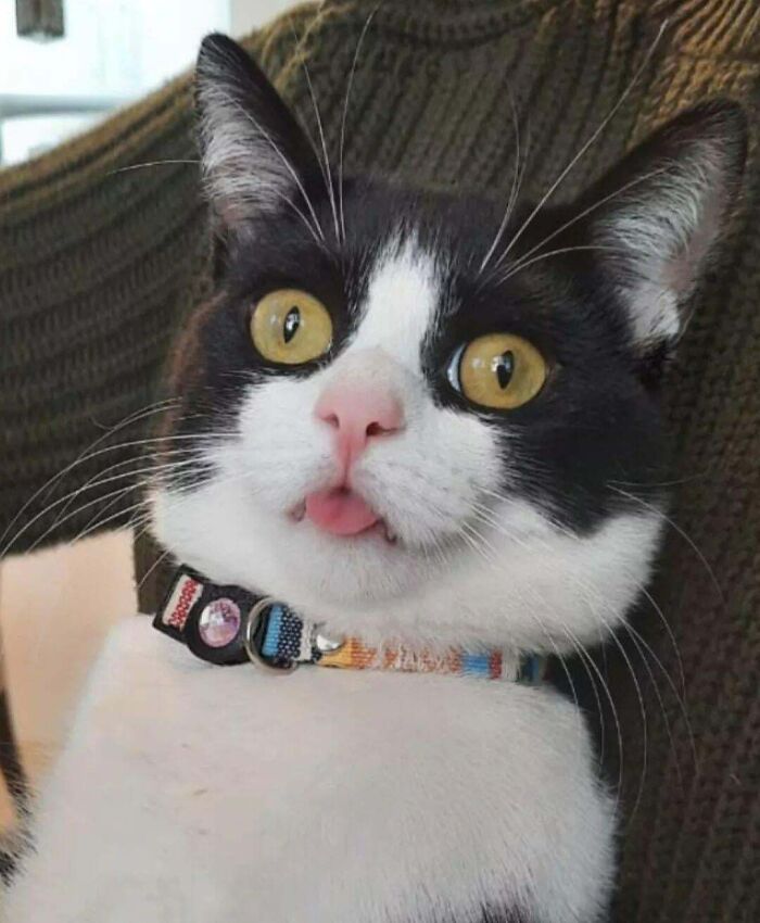 Lil John: The King of Derp