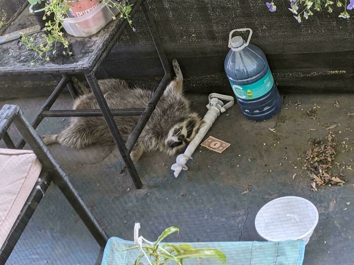 Raccoon Takes Balcony Naps Like a Pro