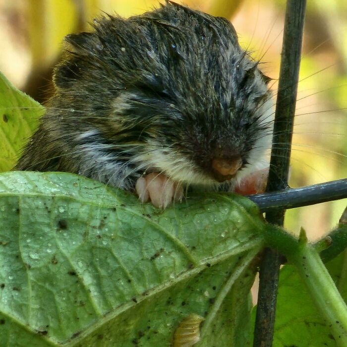 This Little Guy Waited for His Watering Turn Like a Champ