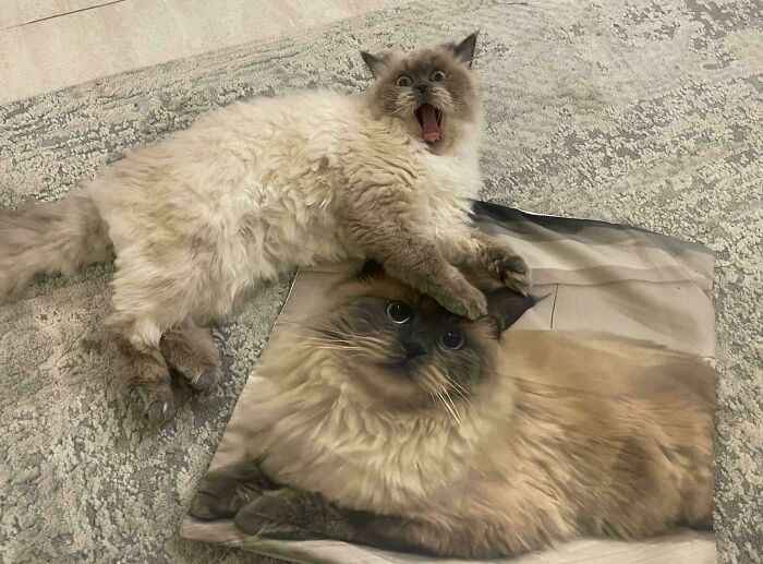 Cat Meets Pillow Cover Version of Herself – The Reaction? Priceless!