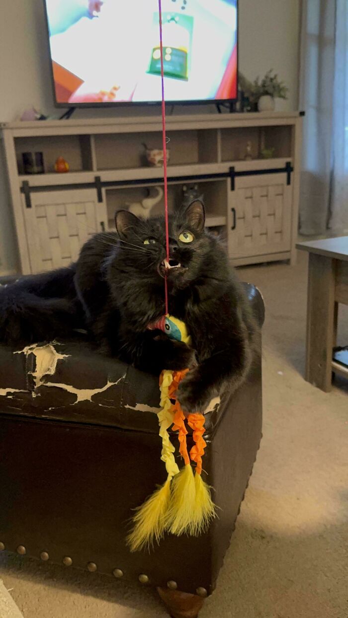 Learning To Floss, One Paw at a Time