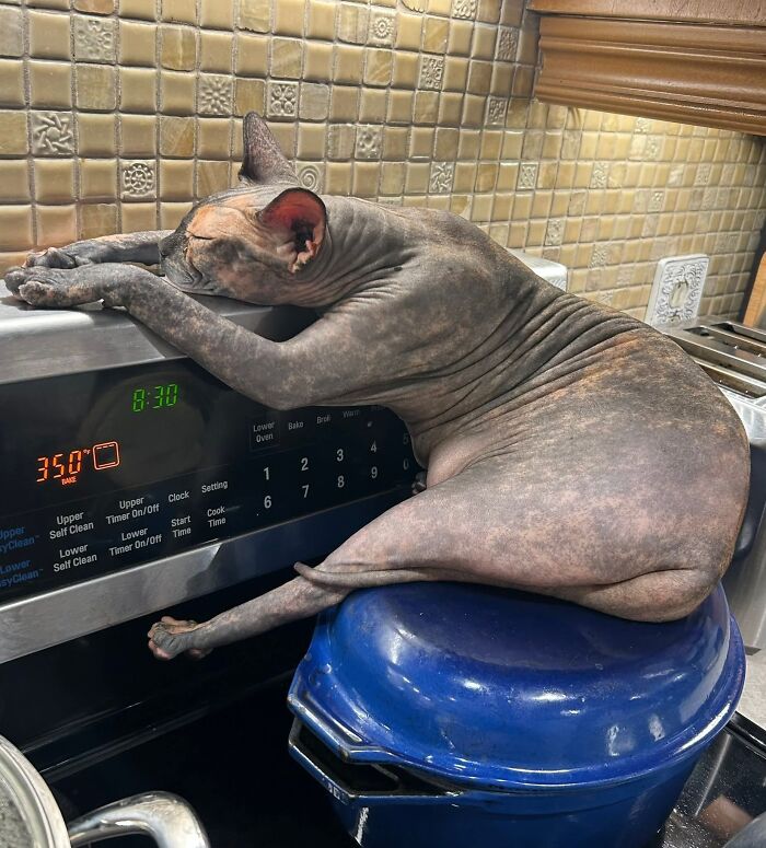 My Sister’s Cat Loves Napping on a Warm Stove – Don’t Try This at Home!