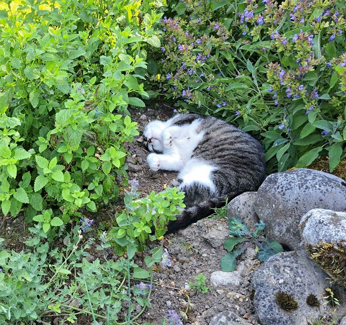 Cat Finds the Catnip – Party Time!