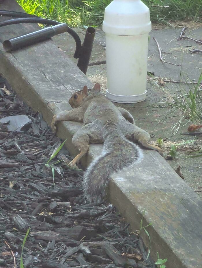 Chill Squirrel Just Taking in the Garden Vibes
