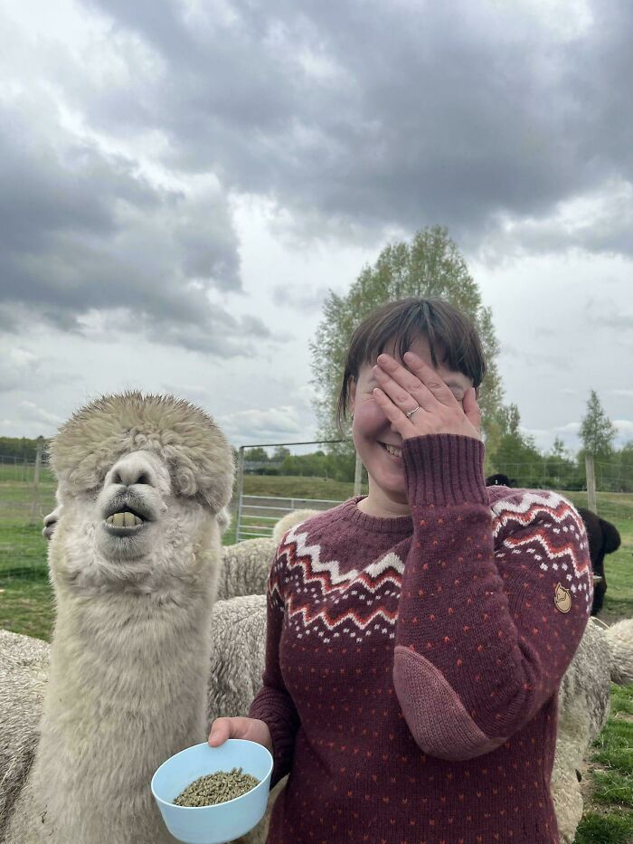 My Wife’s Sweet Moment With a Derpy Alpaca