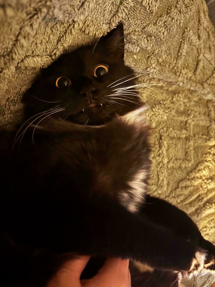 Meet Opie, The Vampire Cat (Don’t Worry, He Just Looks Spooky)