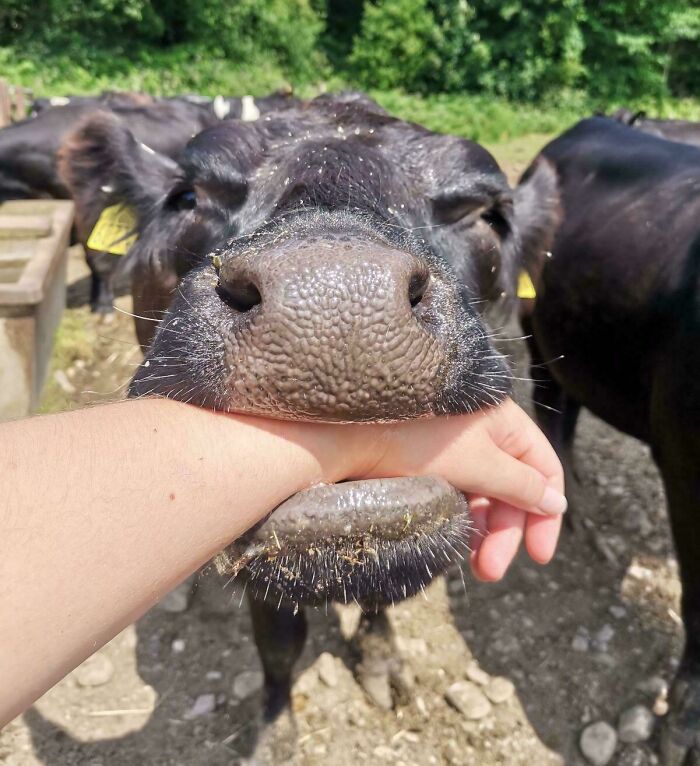 Gave Pudding a Banana, But She Was Still Hungry. So She Tried My Hand!