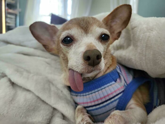 Frankie Has No Teeth, But Plenty of Charm
