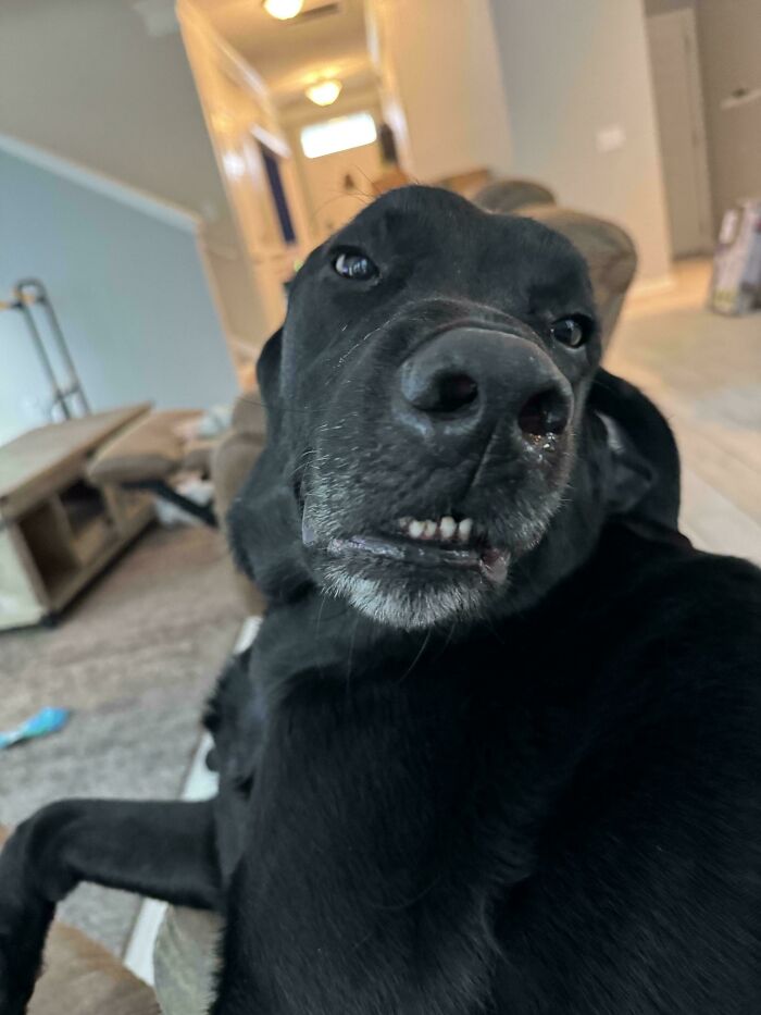 This Is The Face Bernard Makes When You Scratch the Perfect Spot