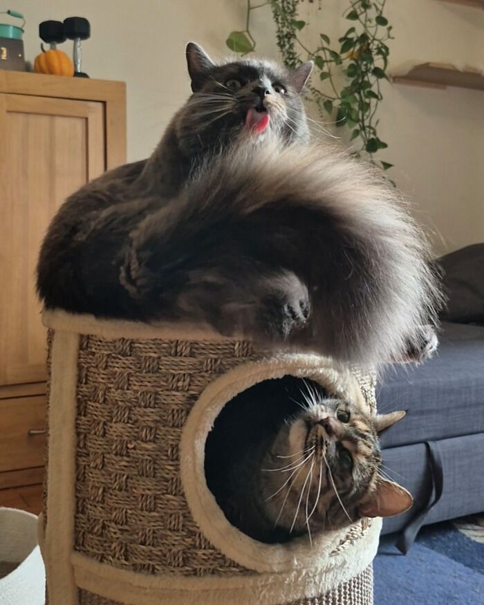Nice Tail, Buddy! Keep Doing Your Thing