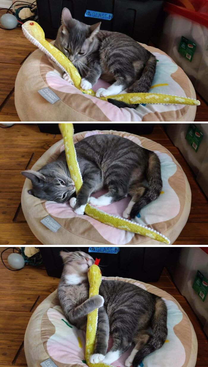"I Slayed The Mighty Serpent and Now It's Pillow Time"