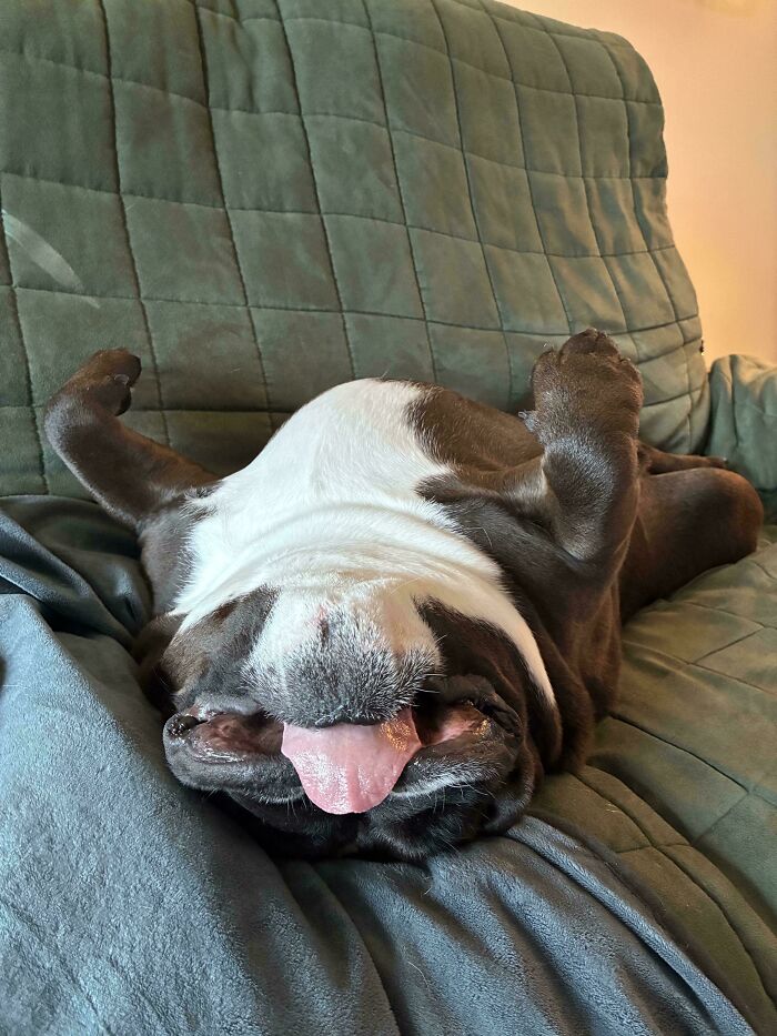 Mazikeen Has Totally Melted (Into Cuteness)