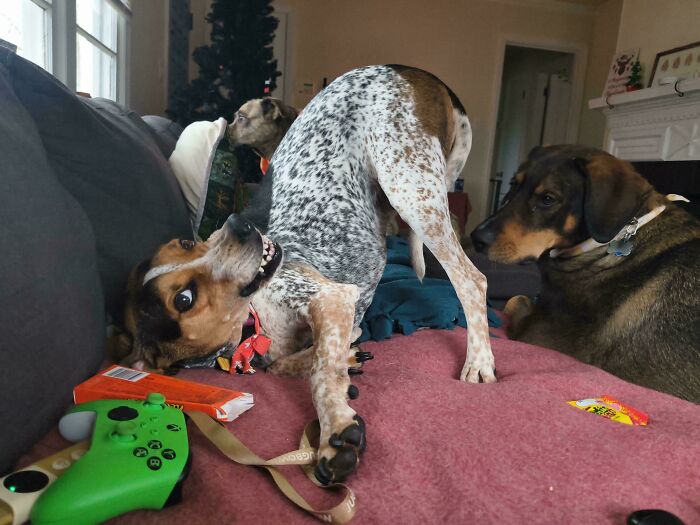 Daisy’s Butt-In-Air Snarl Smile: Nope Means Nope!