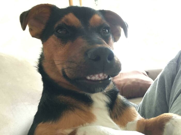 Our 9-Year-Old Rescue Pup Boots and Her Epic Smile