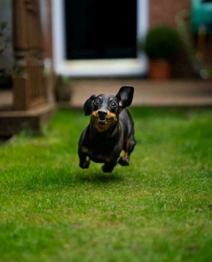 Faster Than a Speeding Bullet (Or Just a Puppy)