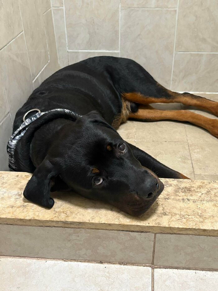 Chop Sleeping in the Shower? Not Cool, Human!