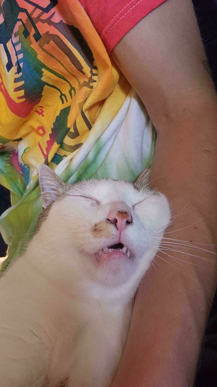 Absolutely Zonked Out—No Energy Left