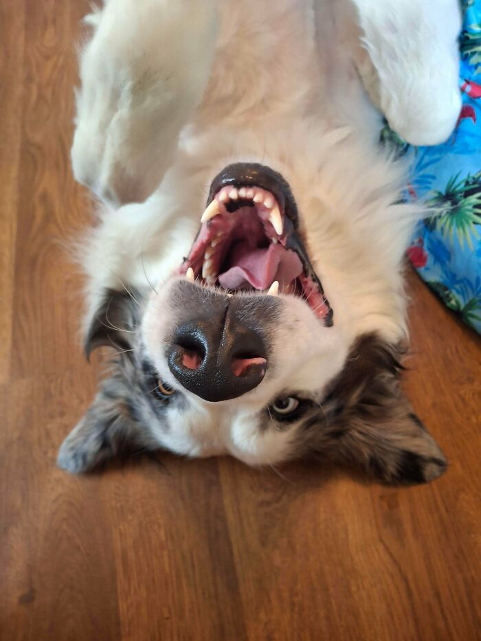 From Terrified to the Biggest Derp You’ve Ever Seen