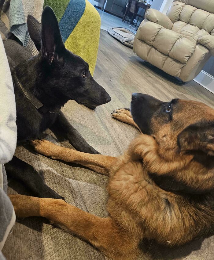 6-Month-Old Puppy and Those Goofy Dumbo Ears