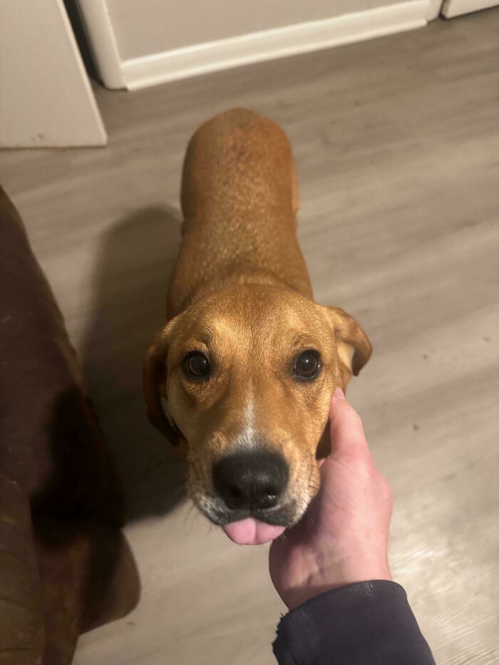 My Lovably Derpy Boy